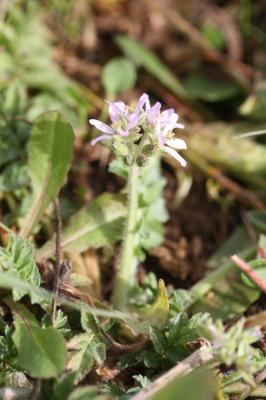 Bec de Cigogne musqué, Bec-de-grue musqué Erodium moschatum (L.) L'Hér., 1789