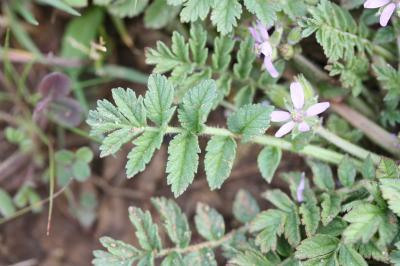 Bec de Cigogne musqué, Bec-de-grue musqué Erodium moschatum (L.) L'Hér., 1789