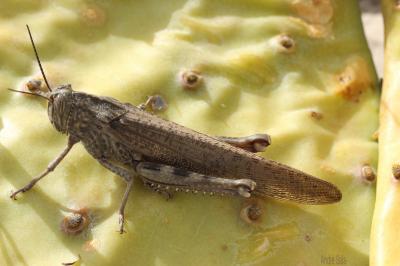 Criquet égyptien Anacridium aegyptium (Linnaeus, 1764)