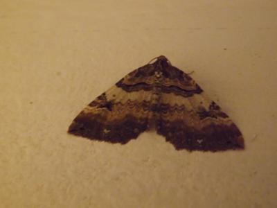 Cidarie baie (La) Earophila badiata (Denis & Schiffermüller, 1775)