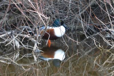 Canard souchet Spatula clypeata (Linnaeus, 1758)