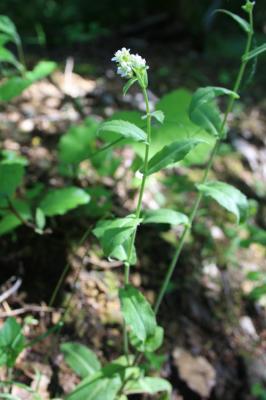 Arabette des Alpes, Corbeille-d'argent Arabis alpina L., 1753