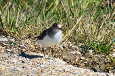 Chevalier guignette Actitis hypoleucos (Linnaeus, 1758)