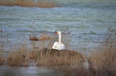 Cygne tuberculé Cygnus olor (Gmelin, 1803)