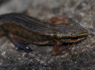 Triton palmé Lissotriton helveticus (Razoumowsky, 1789)