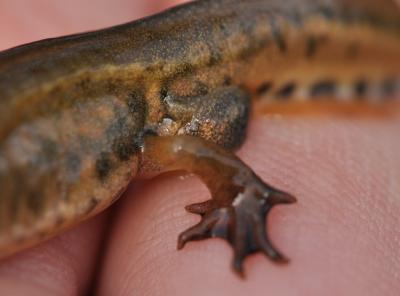 Triton palmé Lissotriton helveticus (Razoumowsky, 1789)