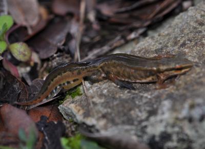 Triton palmé Lissotriton helveticus (Razoumowsky, 1789)