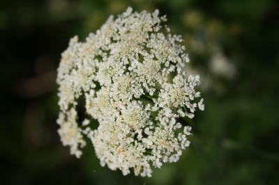 Oenanthe faux boucage Oenanthe pimpinelloides L., 1753