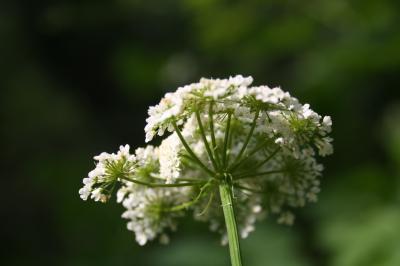 Oenanthe faux boucage Oenanthe pimpinelloides L., 1753