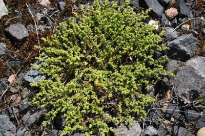 Herniaire glabre, Herniole Herniaria glabra L., 1753