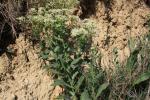 Passerage drave , Pain-blanc Lepidium draba L., 1753