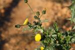 Laiteron rude, Laiteron piquant Sonchus asper (L.) Hill, 1769
