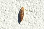  Clausilia Draparnaud, 1805
