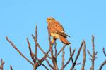 Faucon crécerelle Falco tinnunculus Linnaeus, 1758