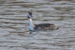 Grèbe huppé Podiceps cristatus (Linnaeus, 1758)