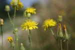 Crépide hérissée Crepis setosa Haller f., 1797