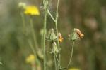Crépide hérissée Crepis setosa Haller f., 1797