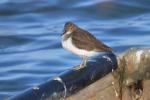 Chevalier guignette Actitis hypoleucos (Linnaeus, 1758)