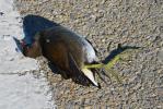 Poule-d'eau, Gallinule poule-d'eau Gallinula chloropus (Linnaeus, 1758)