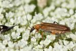 Oedemère ochracée Oedemera podagrariae (Linnaeus, 1767)