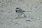 Bergeronnette grise Motacilla alba Linnaeus, 1758