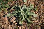 Souci des champs, Gauchefer Calendula arvensis L., 1763