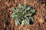 Diplotaxe fausse-roquette, Roquette blanche Diplotaxis erucoides (L.) DC., 1821