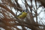 Mésange bleue Cyanistes caeruleus (Linnaeus, 1758)