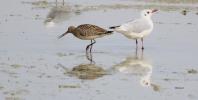 Barge rousse Limosa lapponica (Linnaeus, 1758)