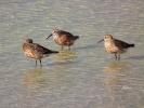 Bécasseau cocorli Calidris ferruginea (Pontoppidan, 1763)