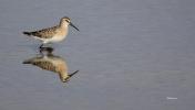 Bécasseau cocorli Calidris ferruginea (Pontoppidan, 1763)