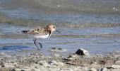 Bécasseau minute Calidris minuta (Leisler, 1812)