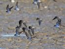 Bécasseau minute Calidris minuta (Leisler, 1812)