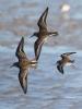 Bécasseau variable Calidris alpina (Linnaeus, 1758)