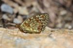 Chiffre (Le) Fabriciana niobe (Linnaeus, 1758)