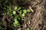 Rhagadiole comestible Rhagadiolus edulis Gaertn., 1791