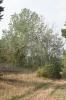 Peuplier blanc Populus alba L., 1753