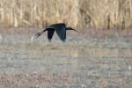 Ibis falcinelle Plegadis falcinellus (Linnaeus, 1766)