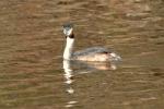 Grèbe huppé Podiceps cristatus (Linnaeus, 1758)