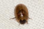  Enochrus melanocephalus (Olivier, 1793)