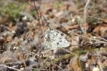 Échiquier de Russie (L'), Echiquier d'Esper (L') Melanargia russiae (Esper, 1783)