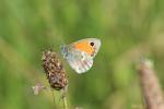 Fadet commun (Le), Procris (Le), Petit Papillon de Coenonympha pamphilus (Linnaeus, 1758)