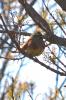 Bruant zizi Emberiza cirlus Linnaeus, 1758