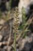 Bardanette en grappe, Bardanette rameuse Tragus racemosus (L.) All., 1785