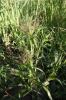Panic capillaire Panicum capillare L., 1753