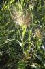 Panic capillaire Panicum capillare L., 1753
