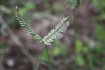  Eleusine tristachya (Lam.) Lam., 1792