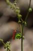 Cardinal, Pyrochore écarlate Pyrochroa coccinea (Linnaeus, 1760)