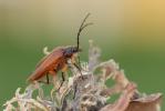  Cebrio gigas (Fabricius, 1787)