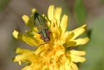 Bupreste hongrois Anthaxia hungarica (Scopoli, 1772)